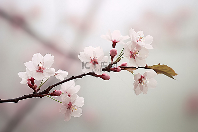 一朵白色的樱花垂落在一根树枝上