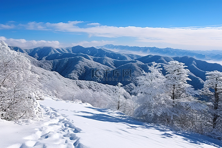 冬天，白雪覆盖的树木和山脉被包