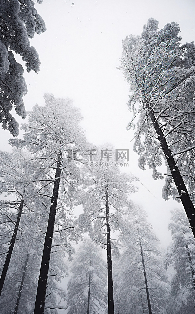 被雪覆盖的高大树木的图像
