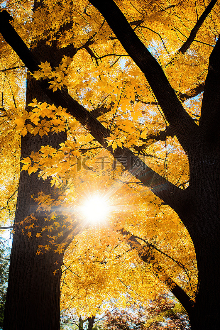 阳光透过树上的叶子
