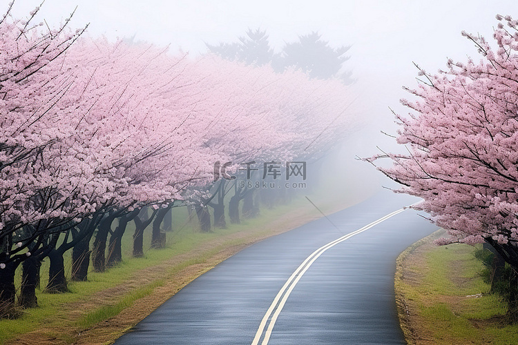 雾天，一条被盛开的樱花树环绕的