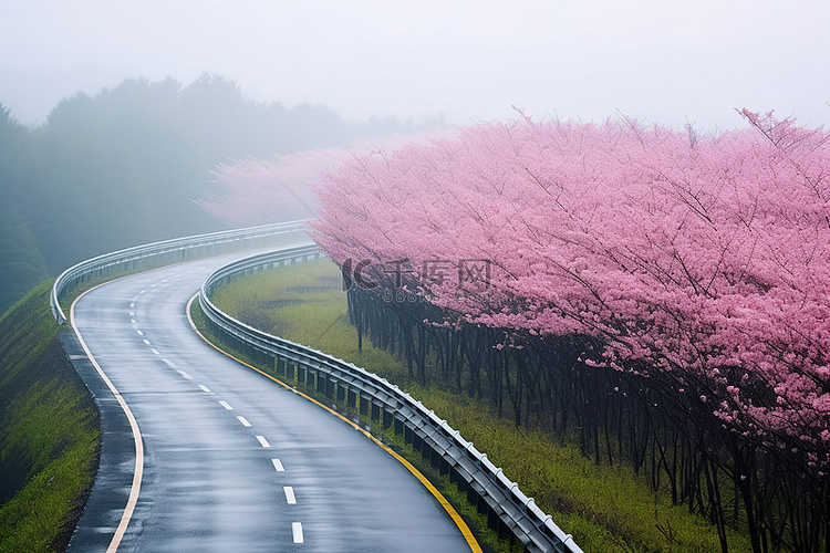 春天被粉红色花朵包围的道路