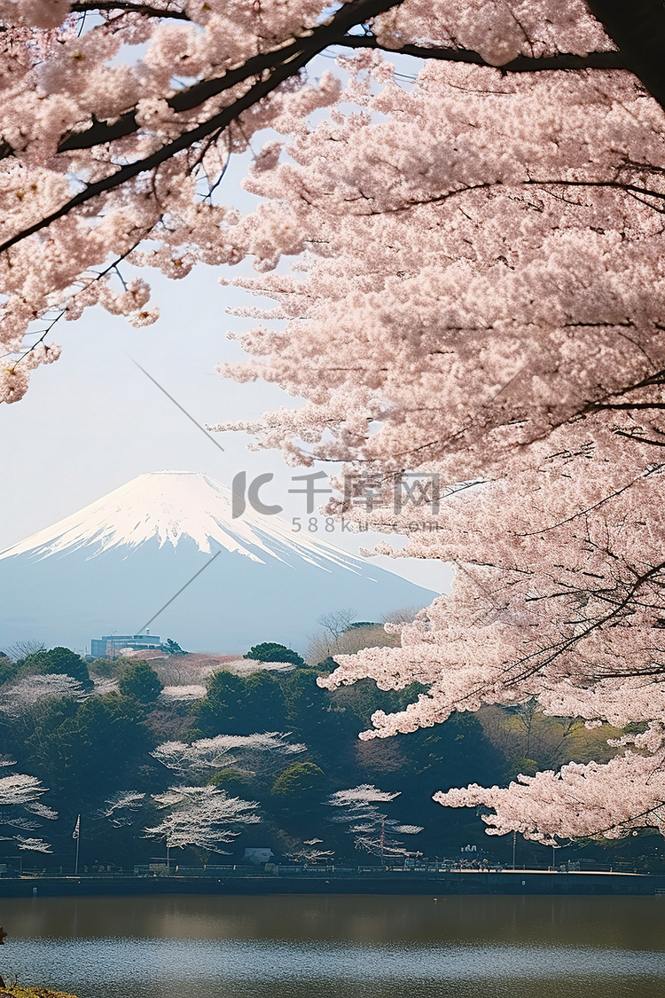 日本鹿儿岛开花的樱花树和山脉