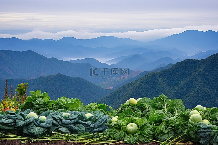 山上装饰着卷心菜和蔬菜