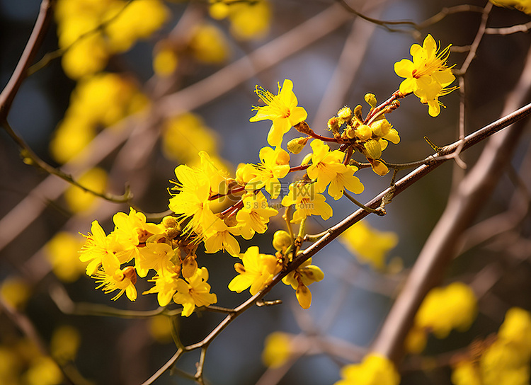 照片 黄色 花 树