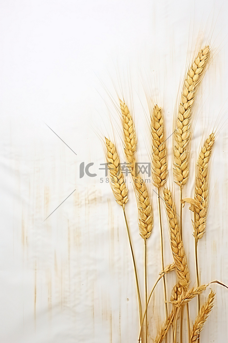 白色背景中的小麦和盐