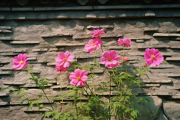 混凝土墙周围的五颜六色的花朵