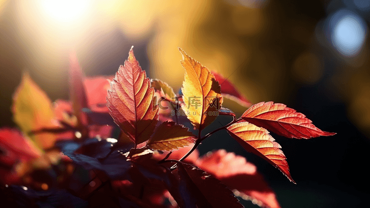 秋天植物树叶日光摄影特写广告背