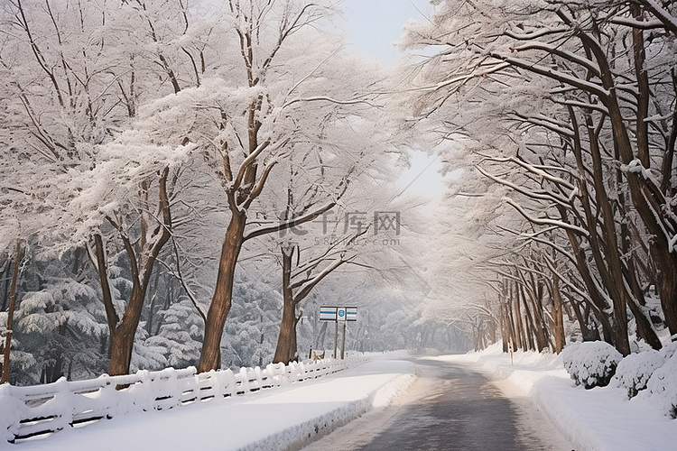 一条通往雪地的道路，两边都有树