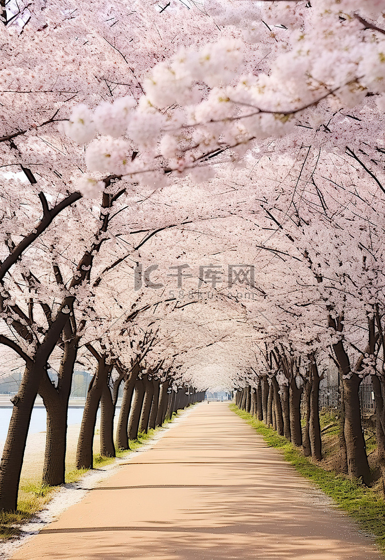 盛开的樱花树在秋天的花蕾中排列