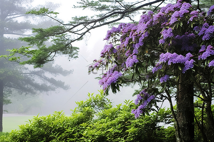 雾天，树上盛开着五颜六色的紫色