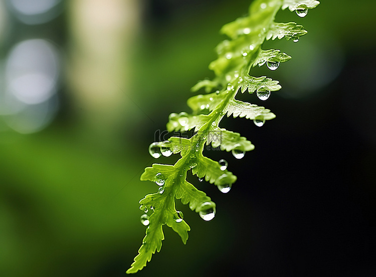 蕨类植物与滴水滴