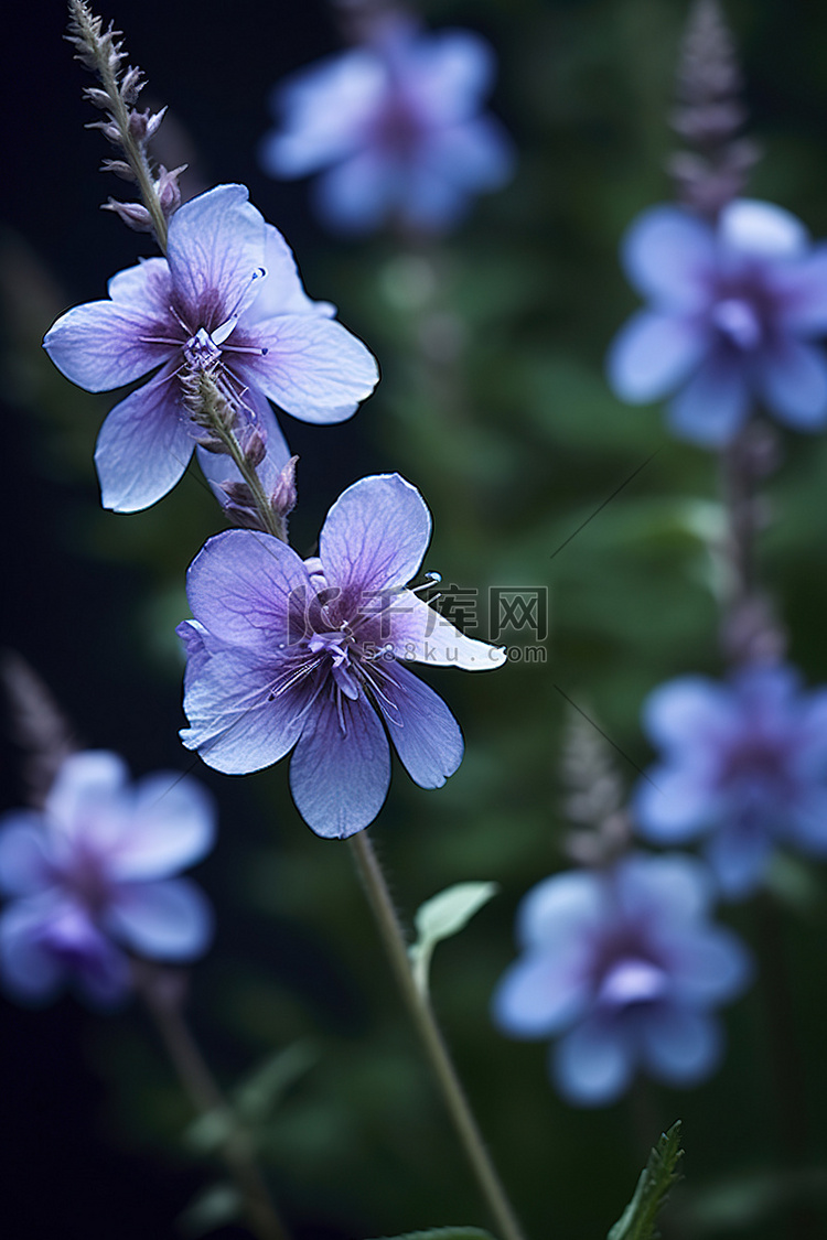 紫色和蓝色的花朵连续
