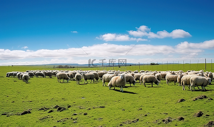 田野里有很多羊