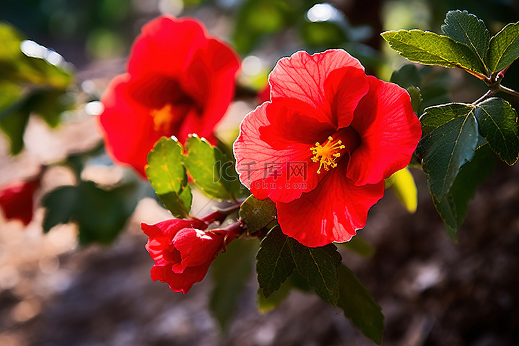 两朵红花在叶子和地面上的阳光下