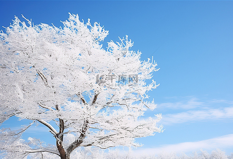 白树覆盖着雪，在蓝天的天空下