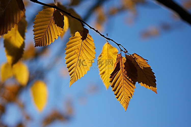 秋天的树叶挂在树枝上