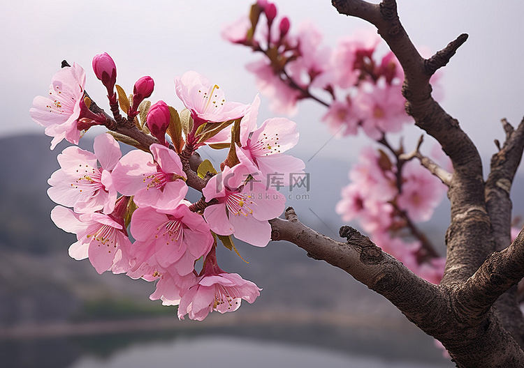 水边杏树的粉红色花朵
