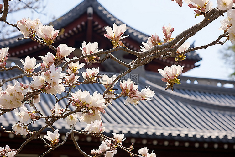 宫殿屋顶后的木兰花盛开