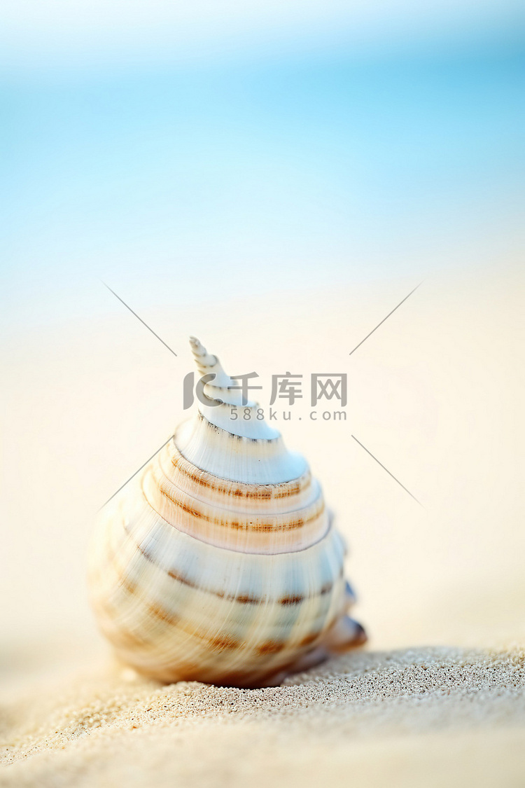 沙滩上躺着一块简单的贝壳