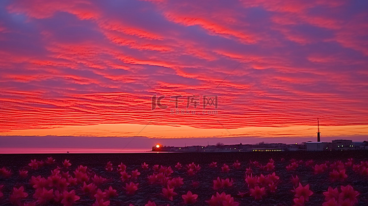 水仙花 约翰佩蒂格鲁 红云 天