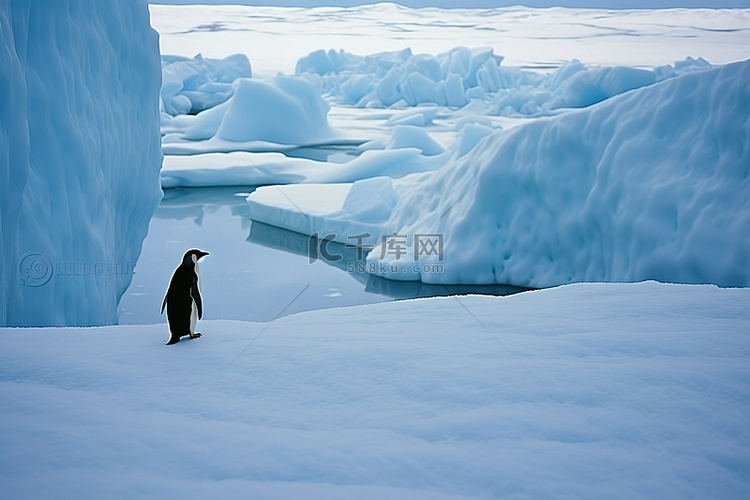 企鹅站在冰上，周围是蓝色