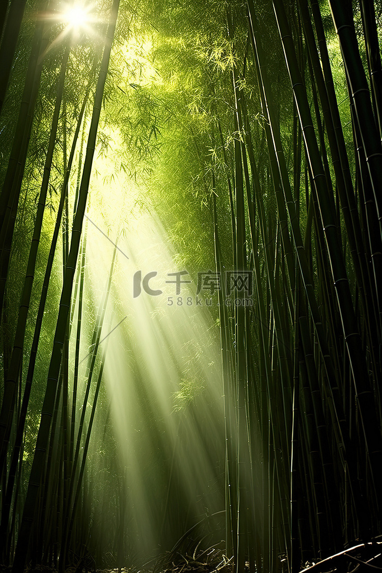 自然景观中竹子的阳光