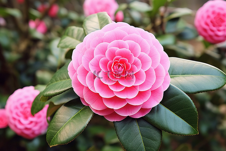 山茶花，花是粉红色的，开着绿色