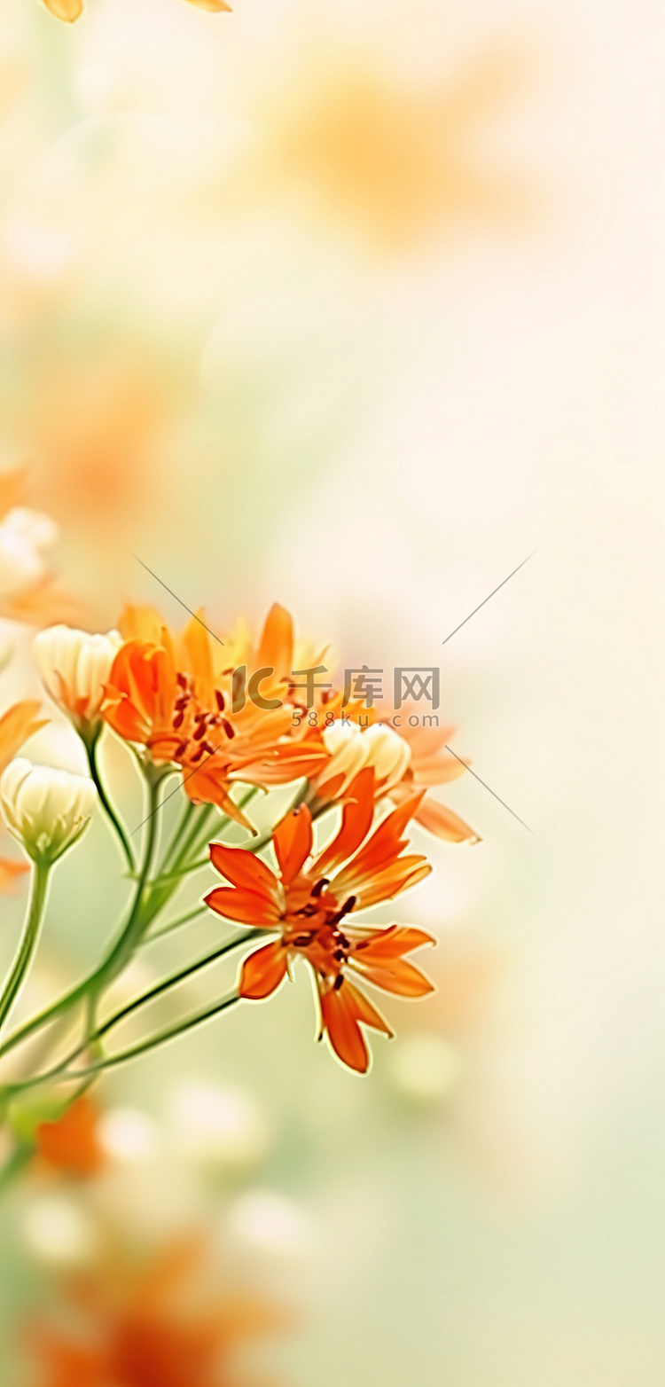 阳光下橙色花的照片