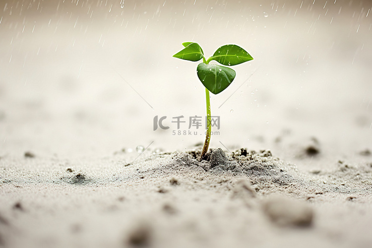 从沙子里长出来的植物的图像