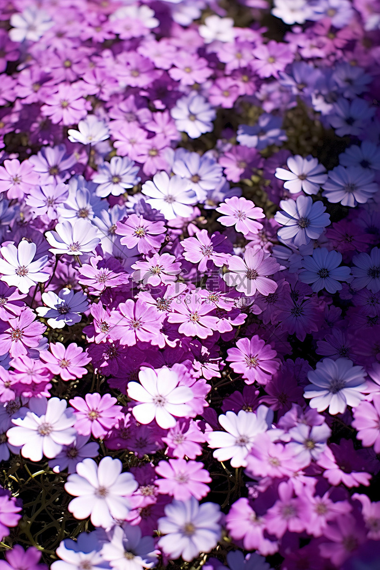 草丛中看到紫色粉红色蓝色白色的