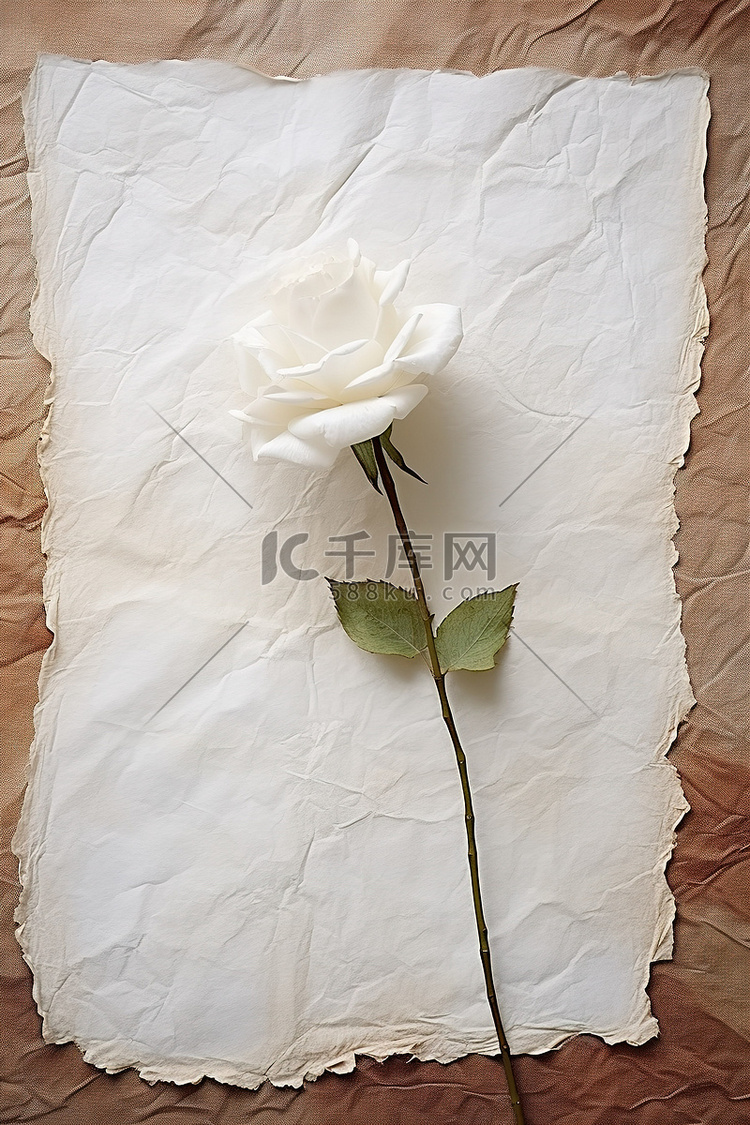 旧背景纸上白玫瑰