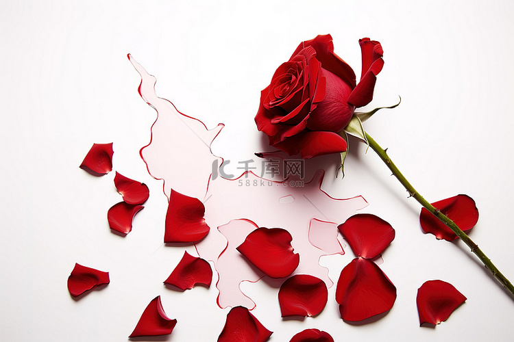 白色背景上的一朵红玫瑰，几片花