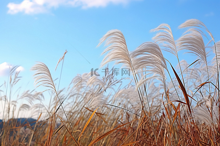 一大片田地，高高的草在微风中吹