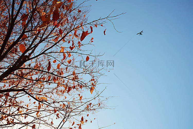 秋天的蓝天背后是一片蓝天，树枝