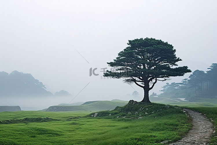 在雨天，绿地附近的一棵松树