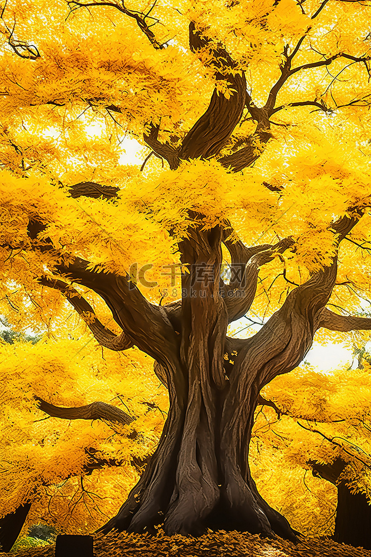 秋天的一棵黄色的树
