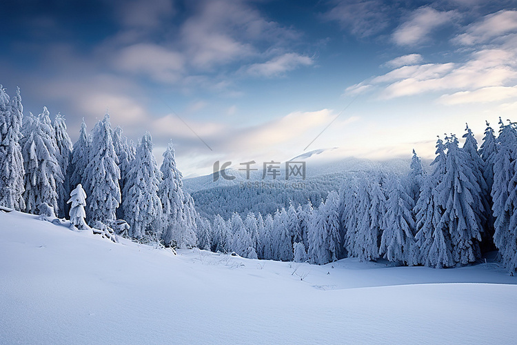 有许多树木的雪覆盖的风景