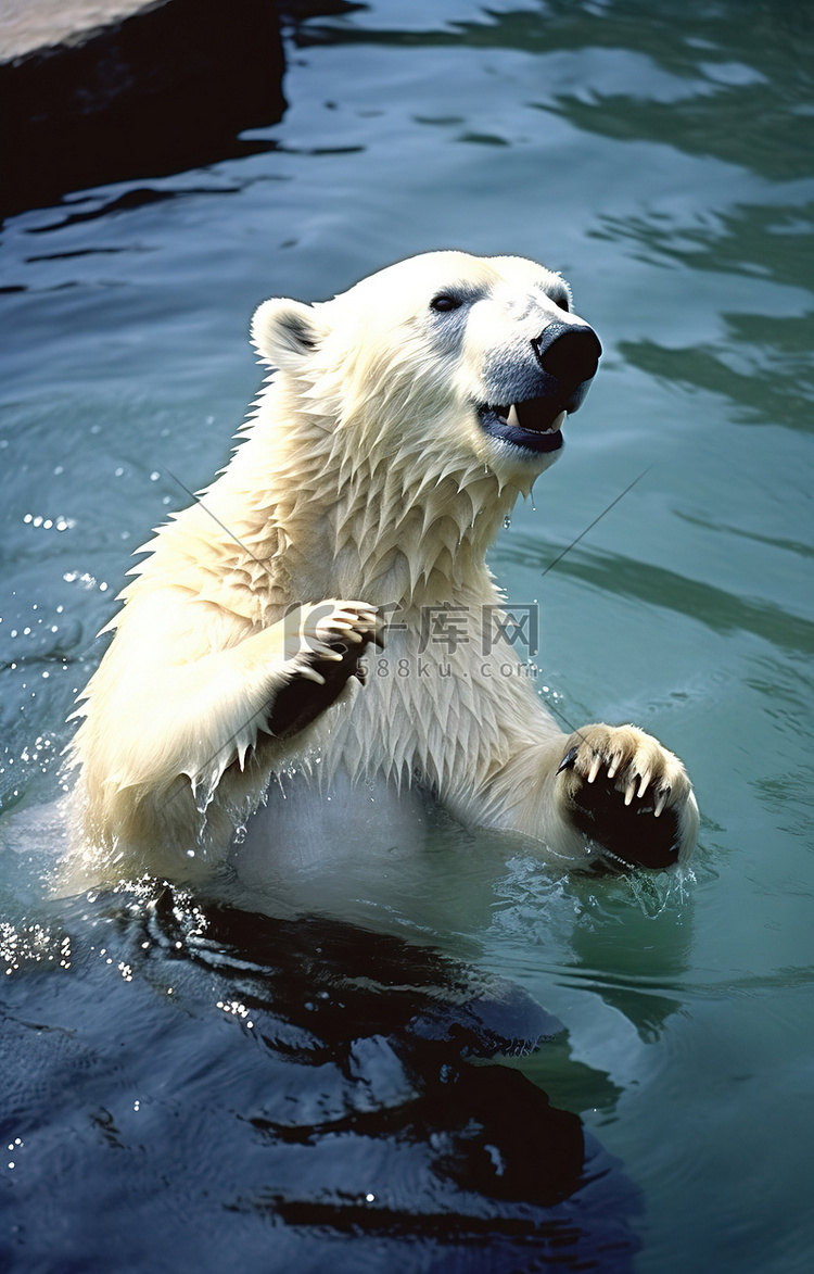 北极熊的图片
