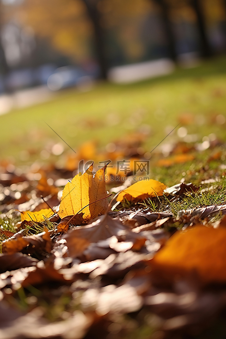 秋天的树叶遍布地面