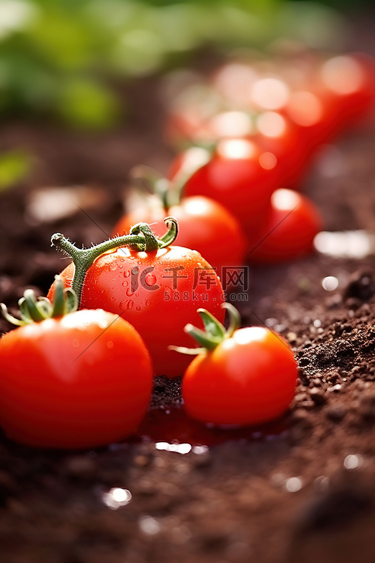 生长在地里的红番茄