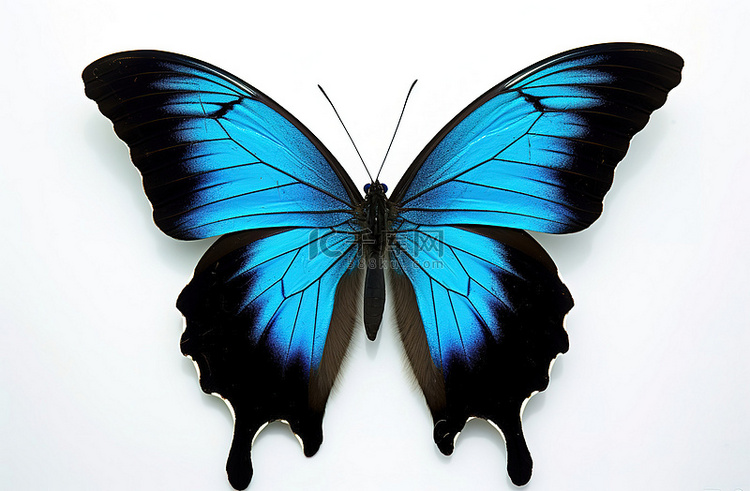 白色背景上的蓝色和黑色蝴蝶
