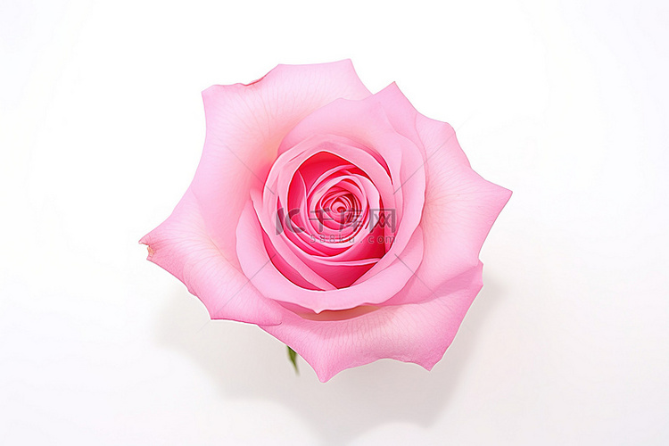 背景中的一朵粉红玫瑰