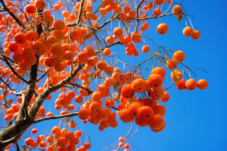 橙色浆果从树上掉下来，映衬在蓝