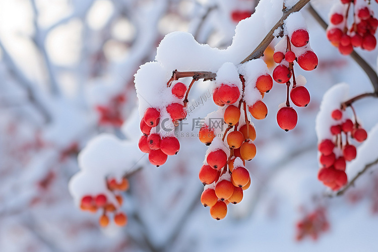 雪莓的两枝被雪覆盖