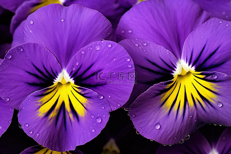 紫色三色堇盛开，中心为黄色 紫