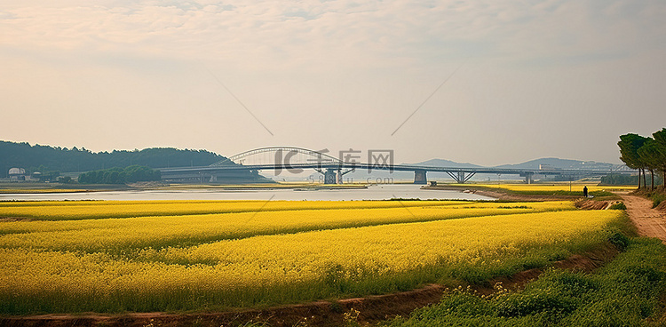朝鲜边境的田野上，远处有一座桥