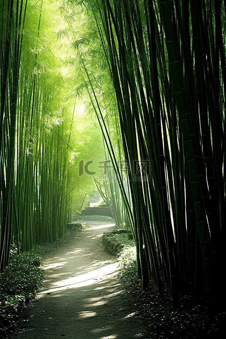 一条穿过竹林的小路，阳光透过