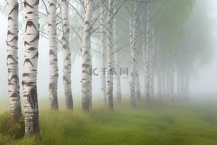 雾中的白桦树