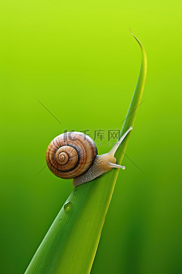 一只小蜗牛爬在绿草的叶子上